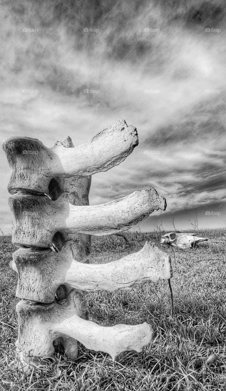 cattle....what once was