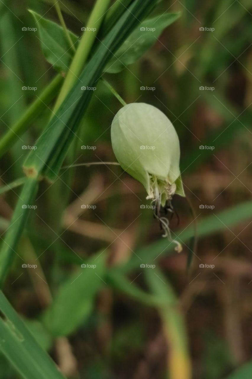 Nature's bliss in plants