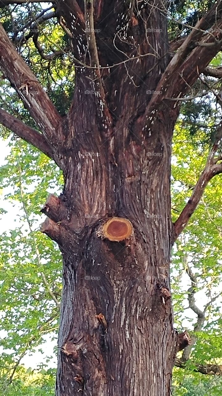 The beauty in a cedar tree