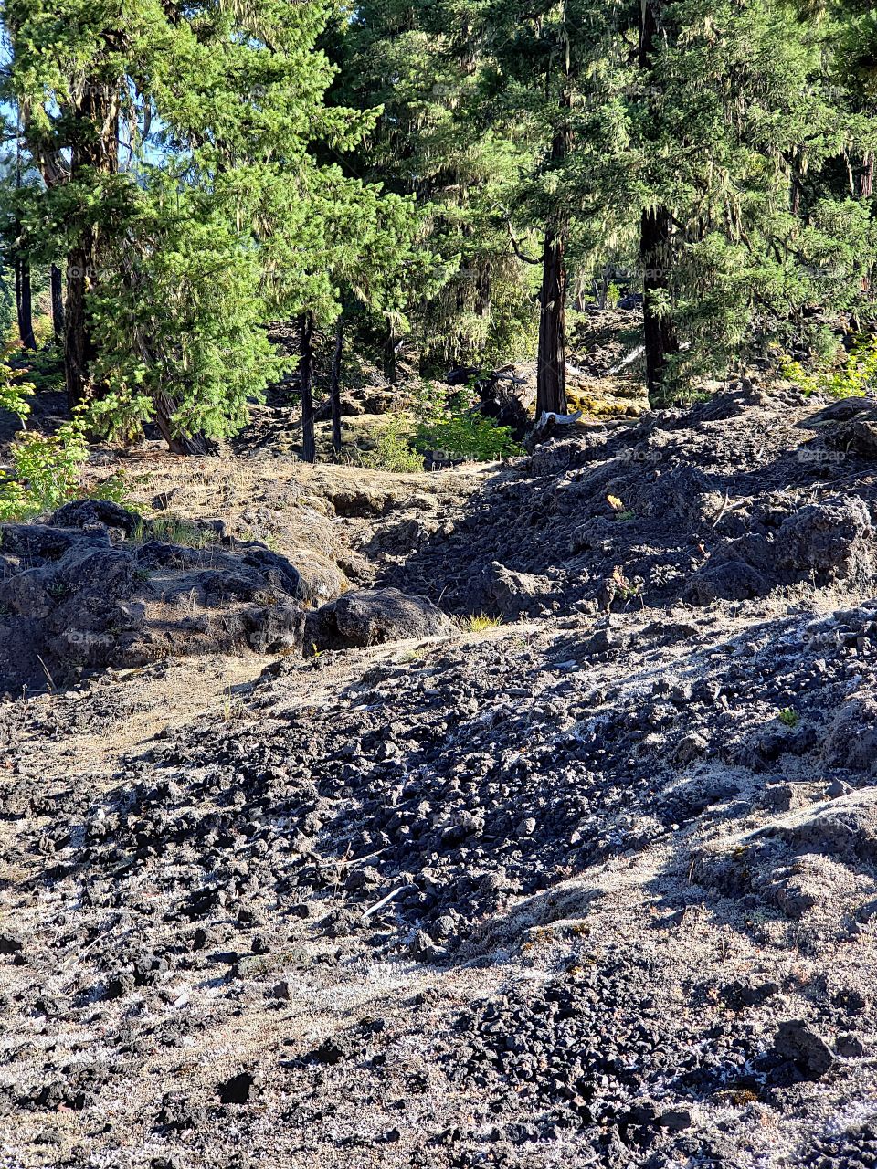 Hardened lava rock covers the forest floor among the fir trees and bushes on a sunny summer morning in Western Oregon. 