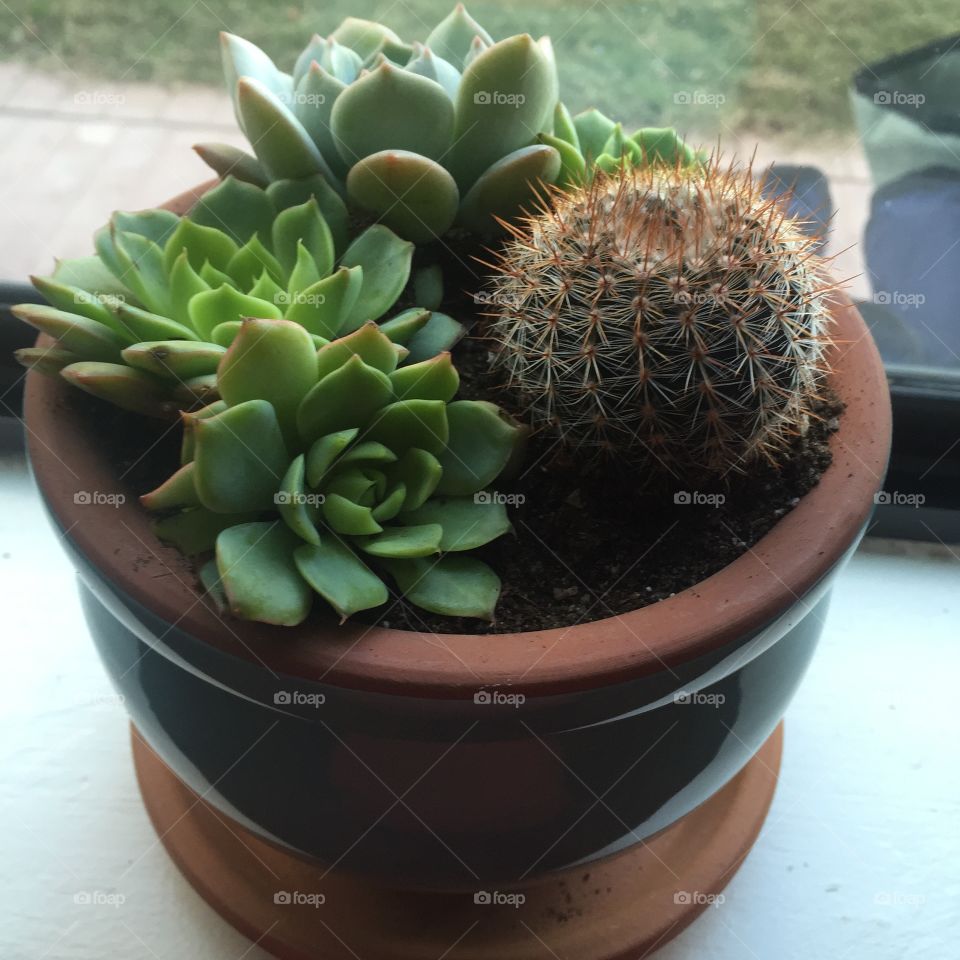 Succulent pot