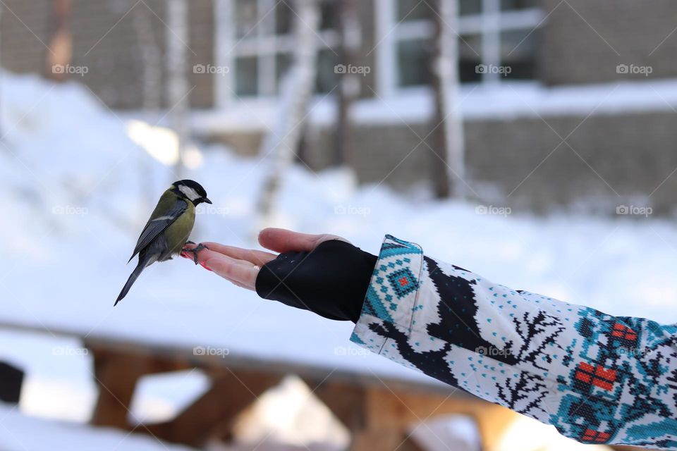синица