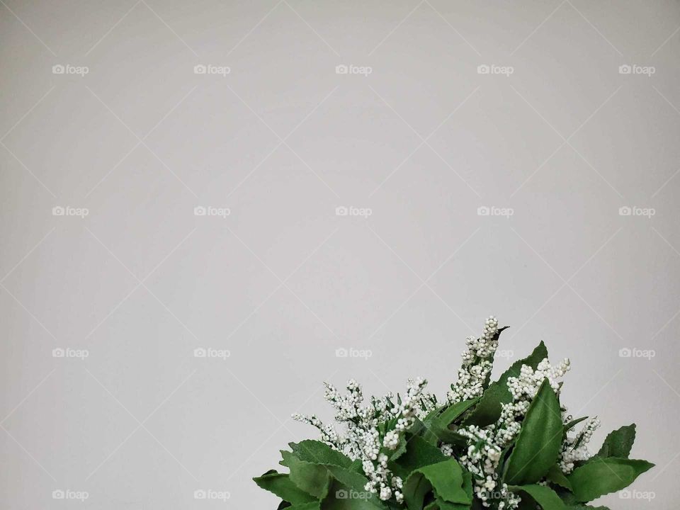 soft white and green foliage on a white wall background