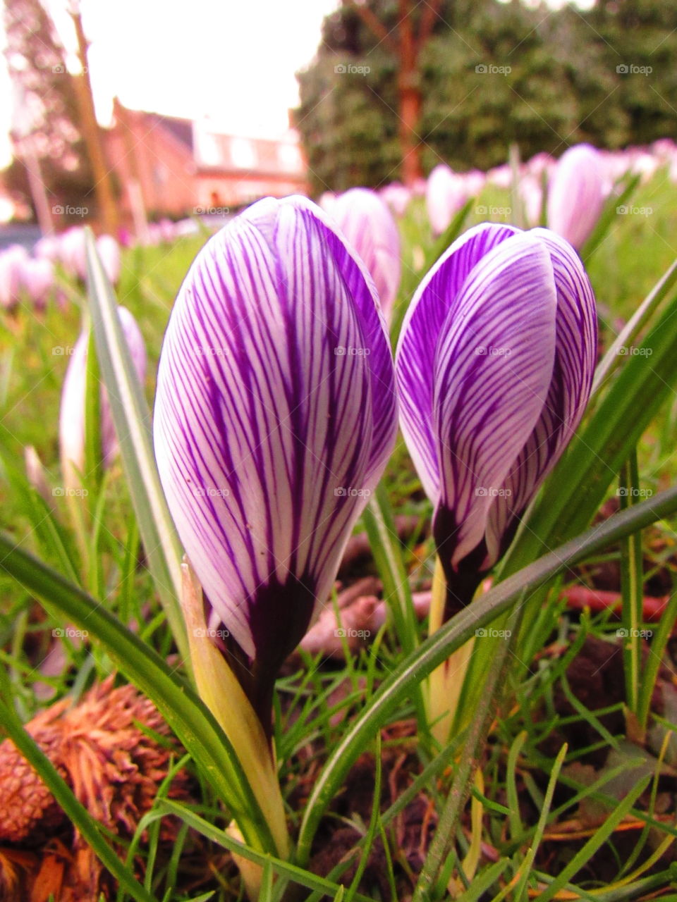 crocus