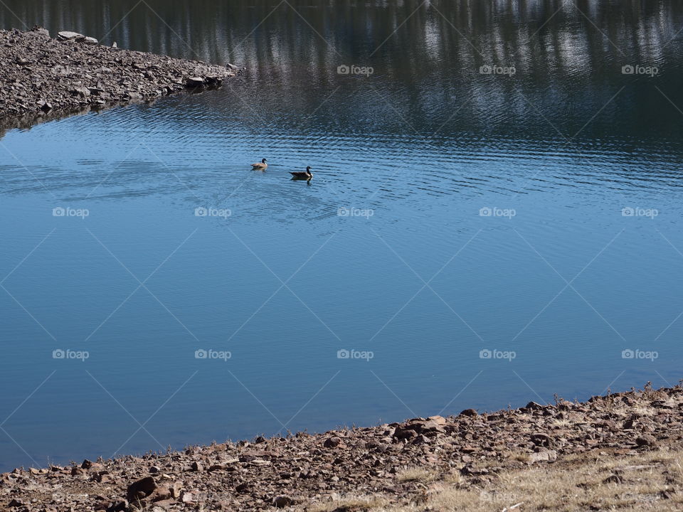 A pair of ducks floating in the waters along the shoreline of Ochoco Reservoir in Central Oregon with snow and tree covered hills reflecting in the waters on a sunny spring day. 