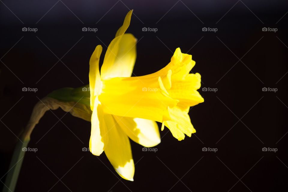 Daffodil