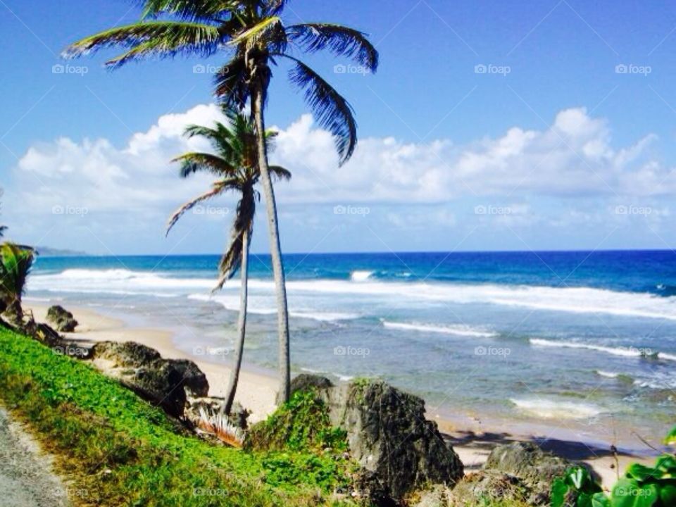 Beach. Barbados 