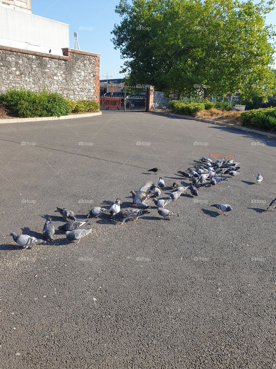 multiple pigeons snacking in a row