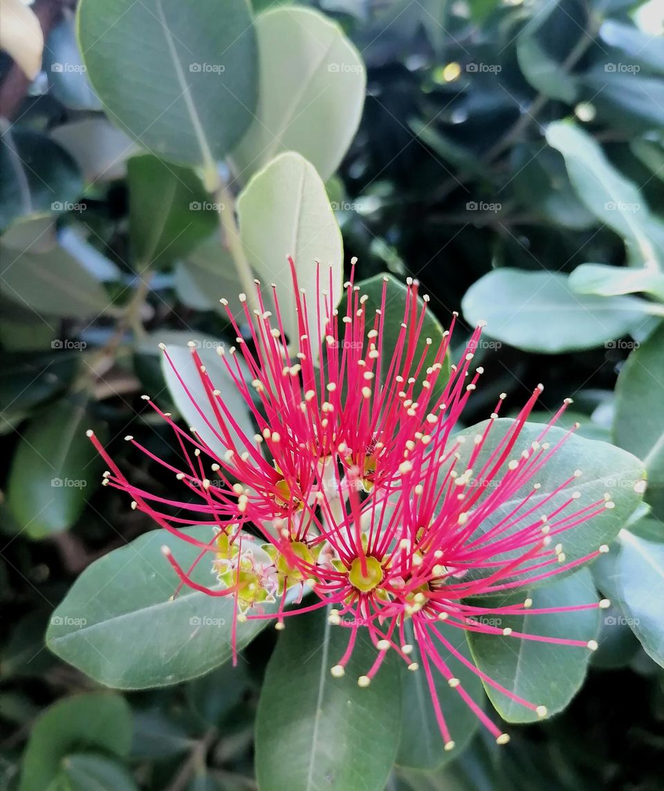 Upload your photo of the week: red flower