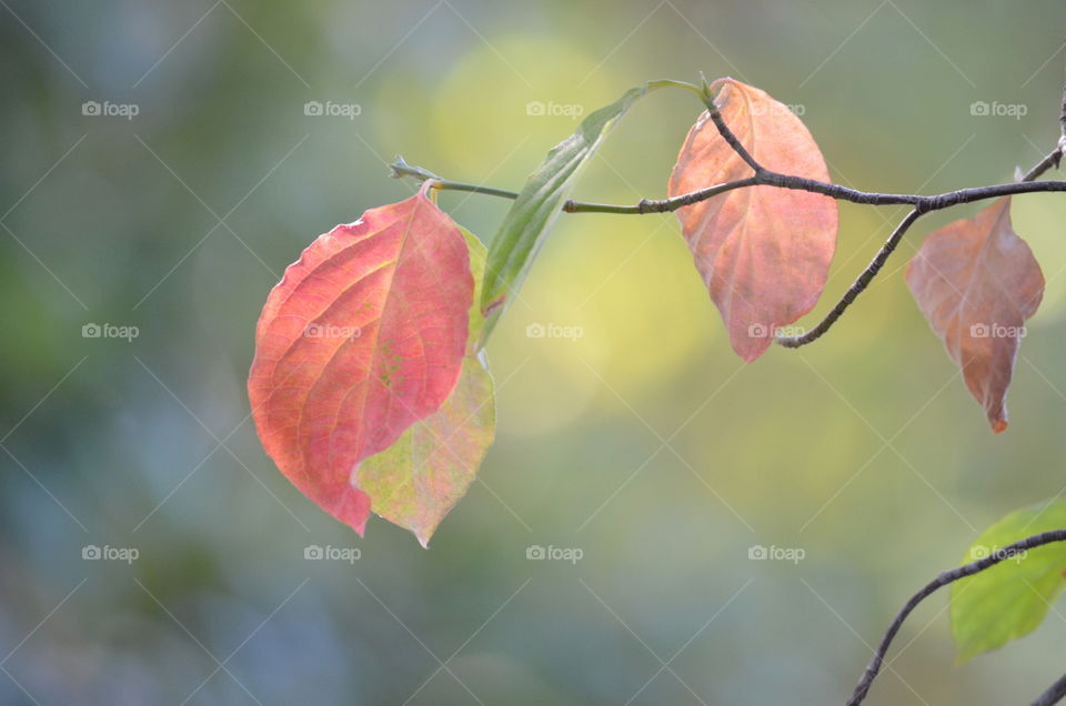 Fall in L💛VE with a "Flowering Dogwood" tree 
Leaf! 🍂