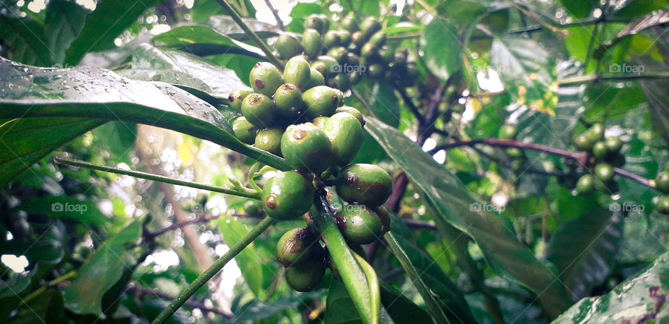 green coffee seeds with leaves in plant