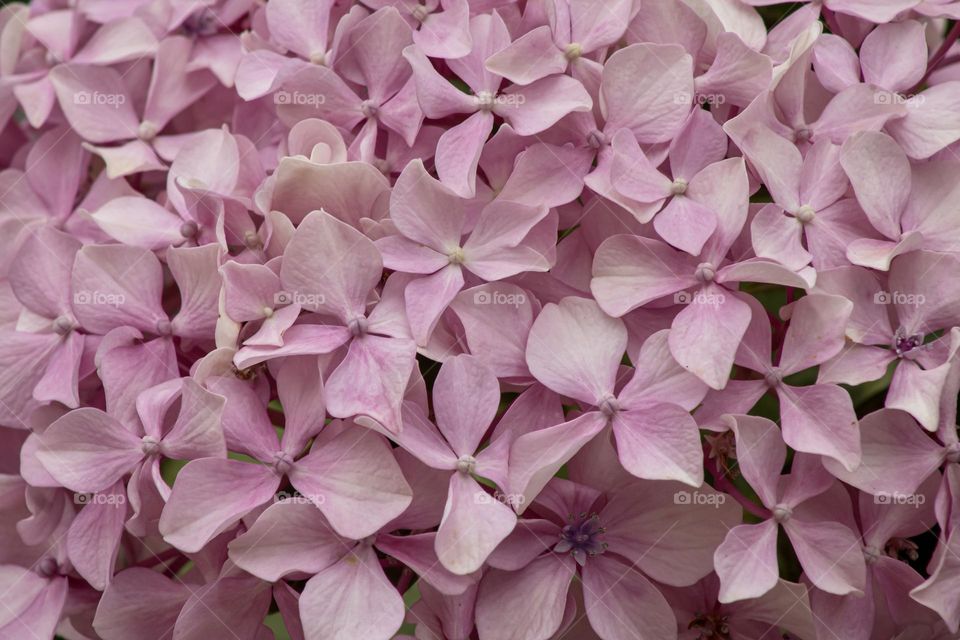 Close up of the soft, dusky pink petals of hydrangea flowers
