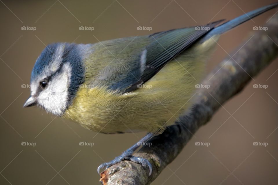 Blue tit