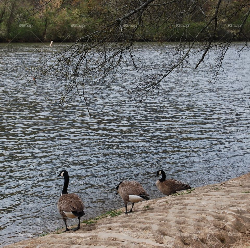 Canadian Geese  by river