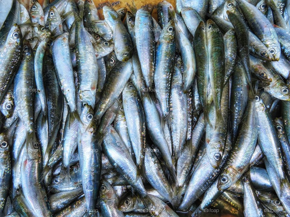 Fish Porto Market