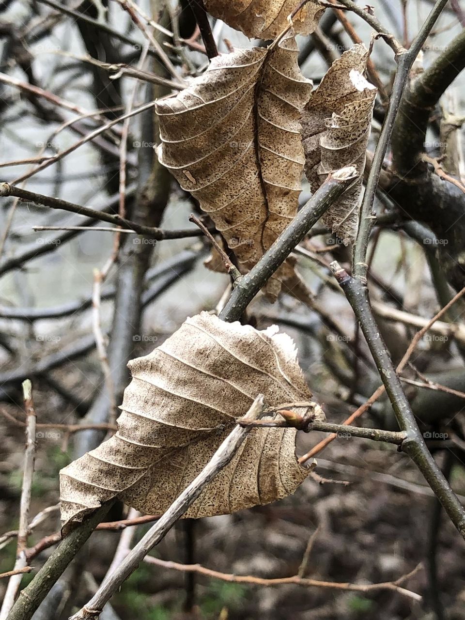 This picture is a true representation of the weather at that time. Cold and unforgiving. I love the details of the leaves and their color.