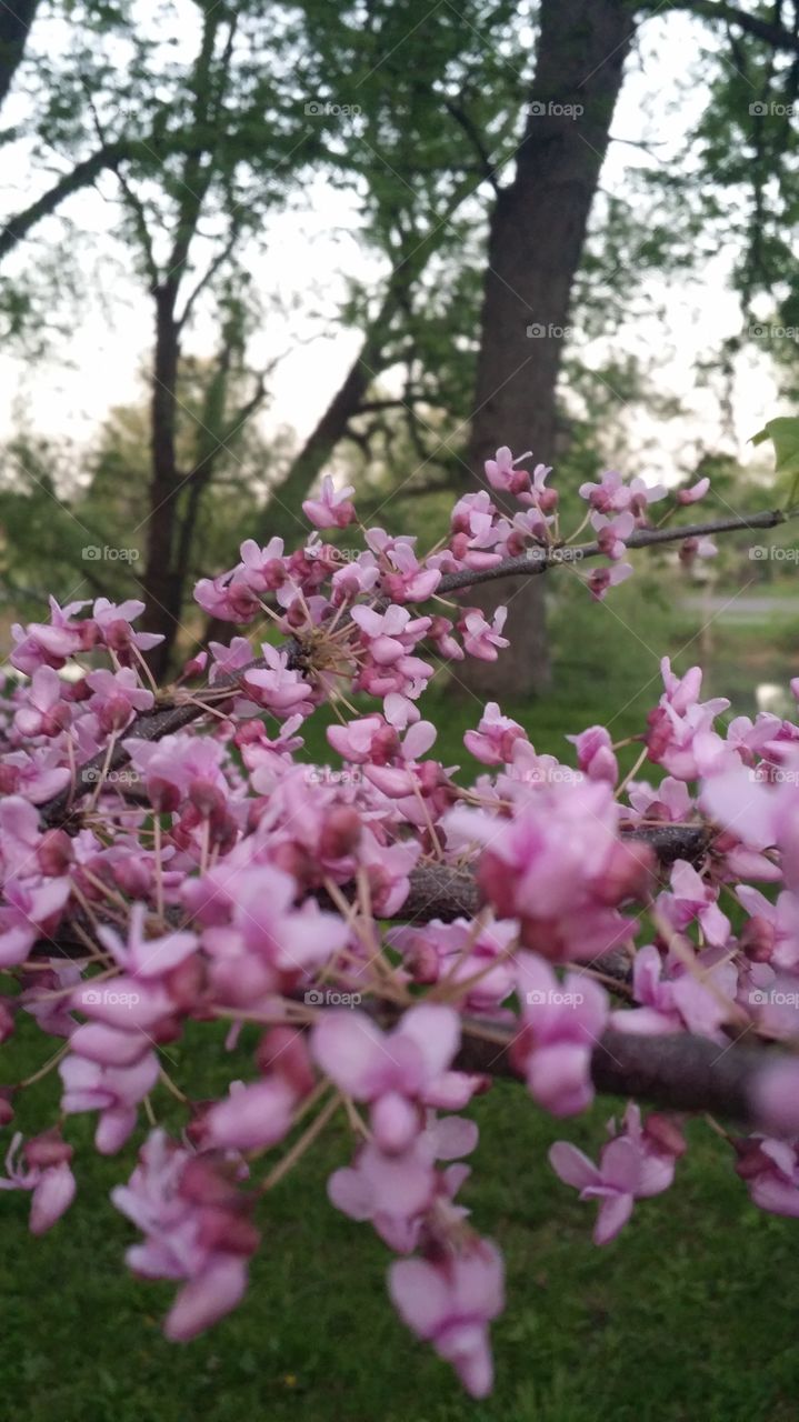 blooming tree