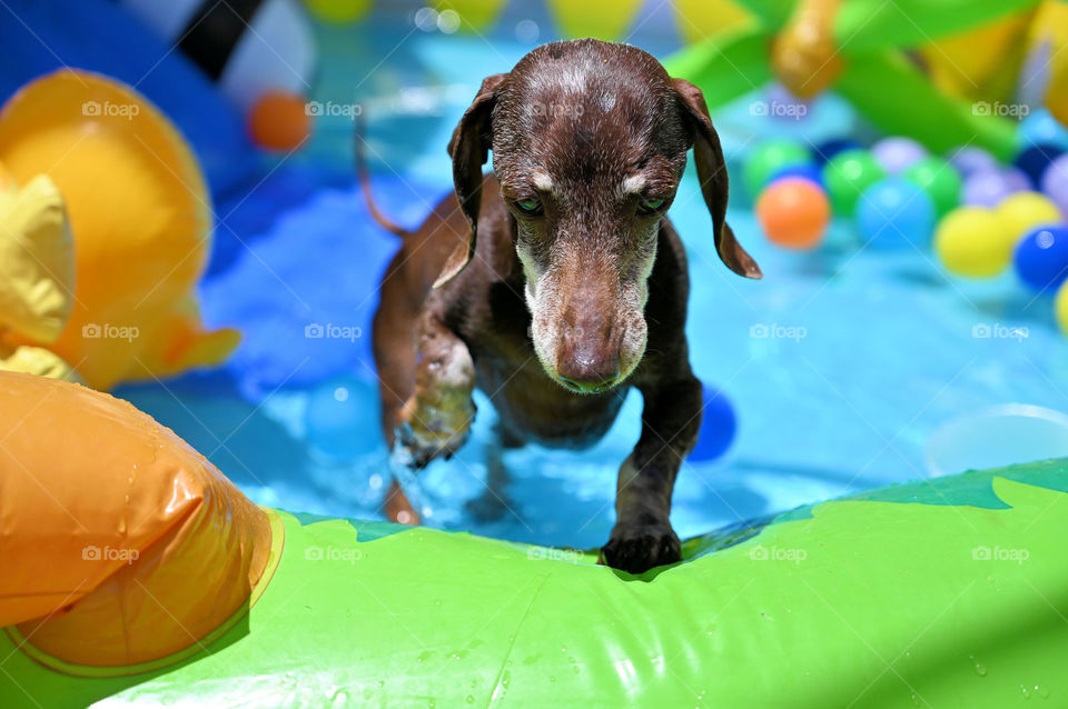 Our dachshund pet is having a great time for the summer season at home with the kids. 
