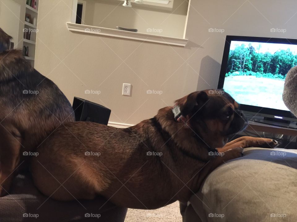 I will get on the couch no matter what it takes.