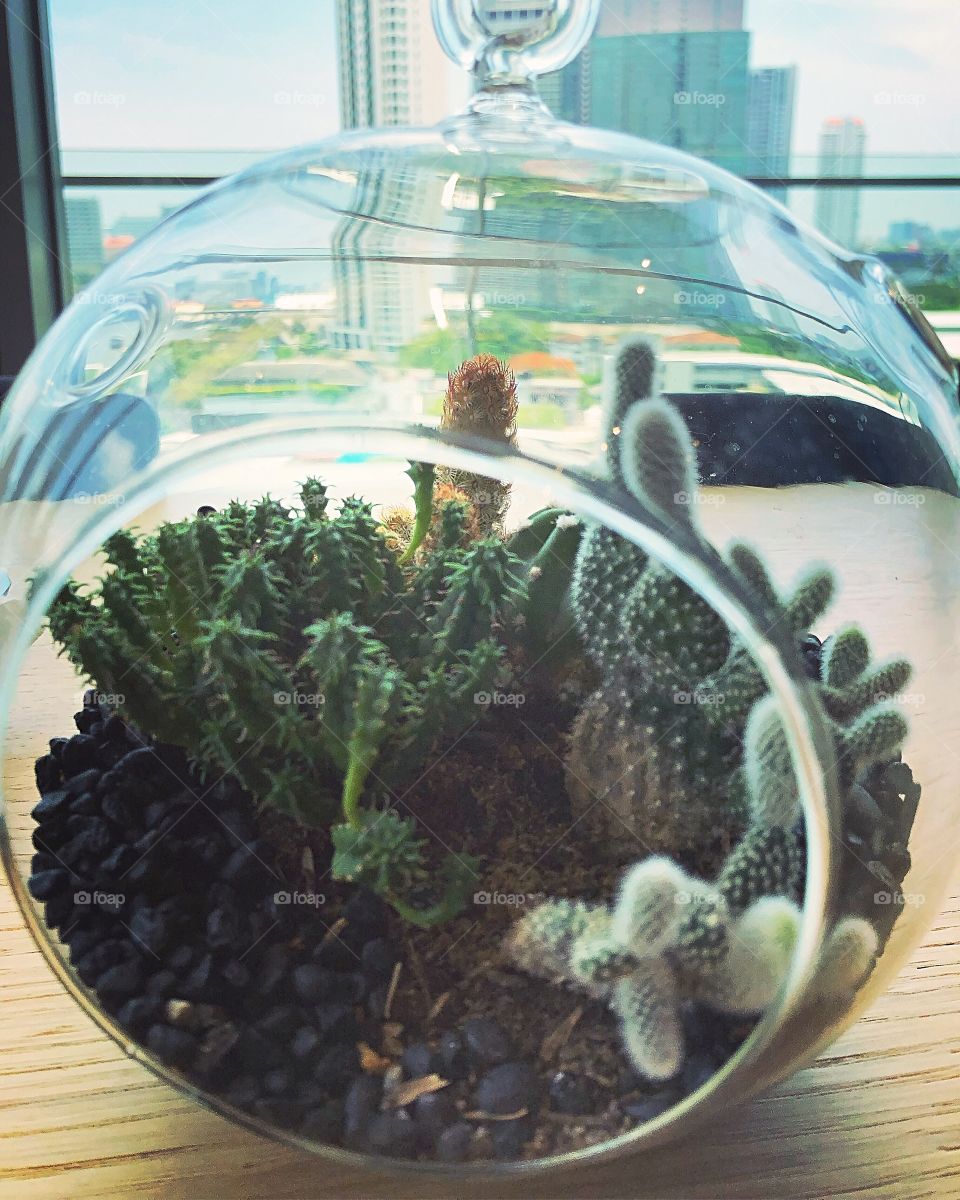 Garden in the bowl - Bangkok,Thailand