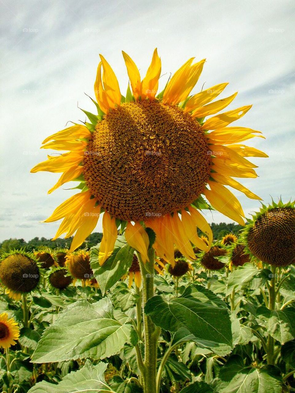 Aging sunflower