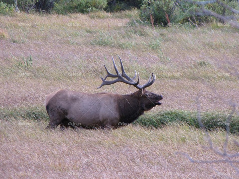 Elk