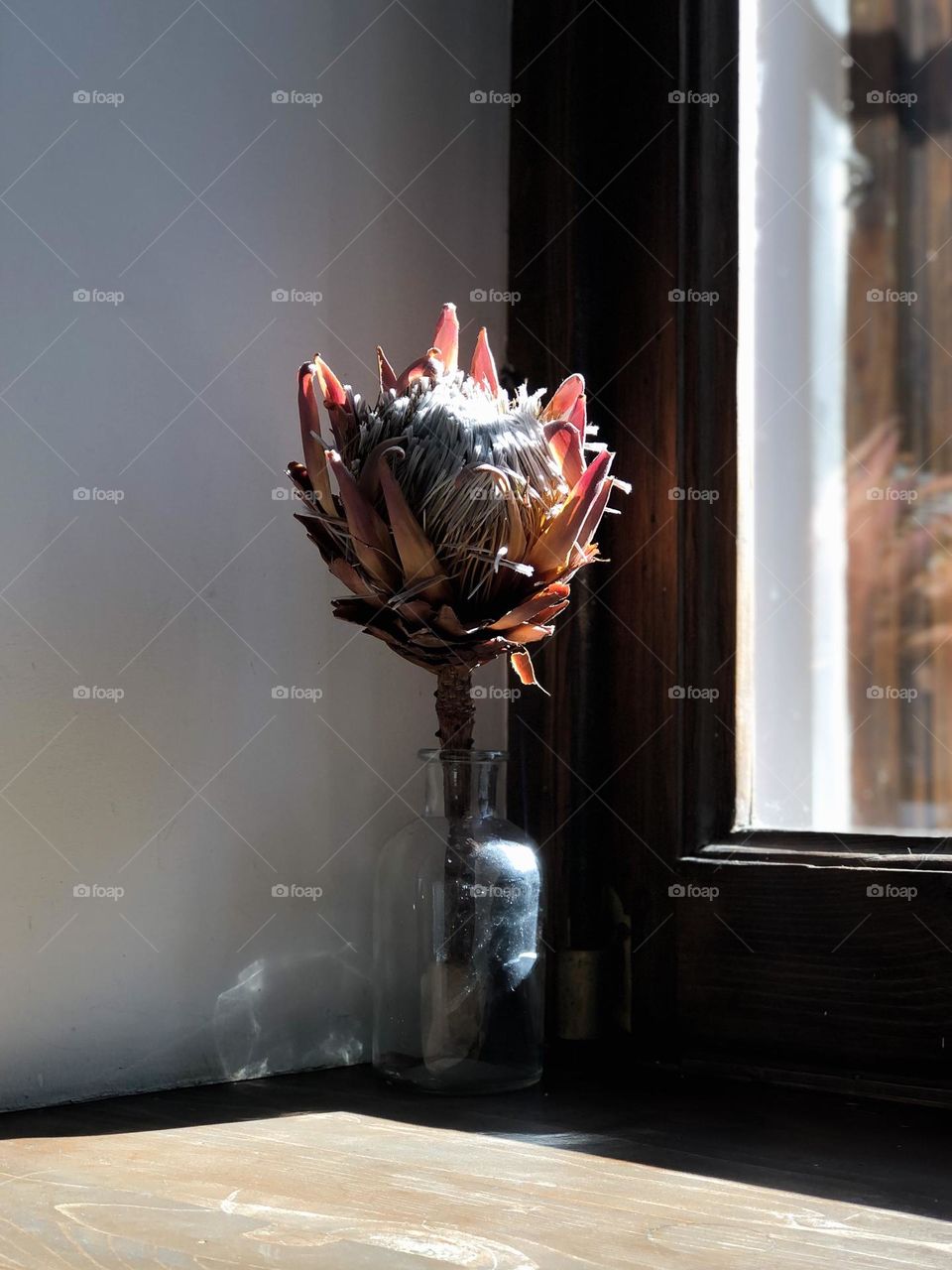 An isolated prothea flower stands in a glass bottle on a wooden windowsill near a window, no people.