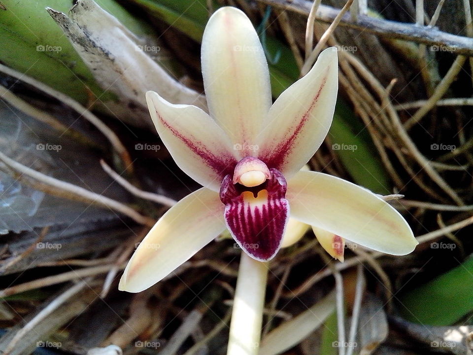 Parts of Orchid Flower