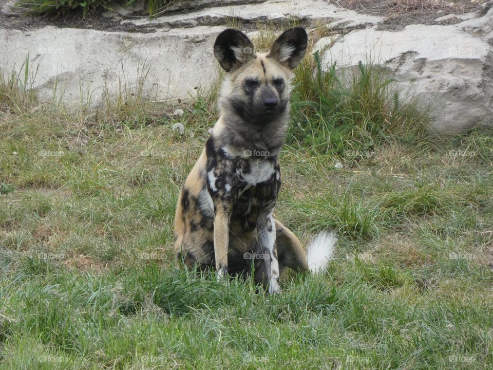 A painted dog