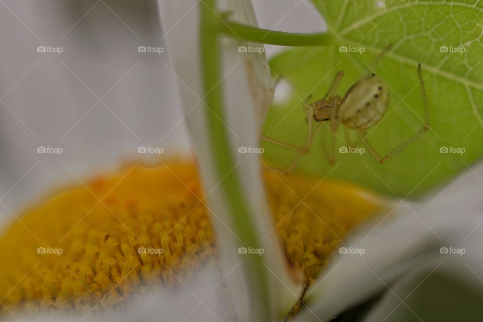 Close-up of a spider