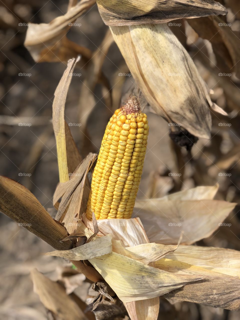 Louisiana Corn Crop