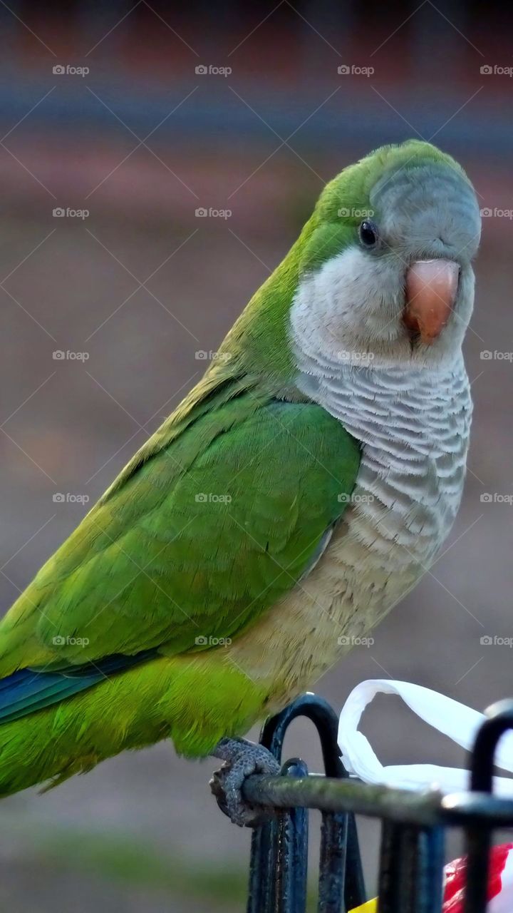 Parrot
