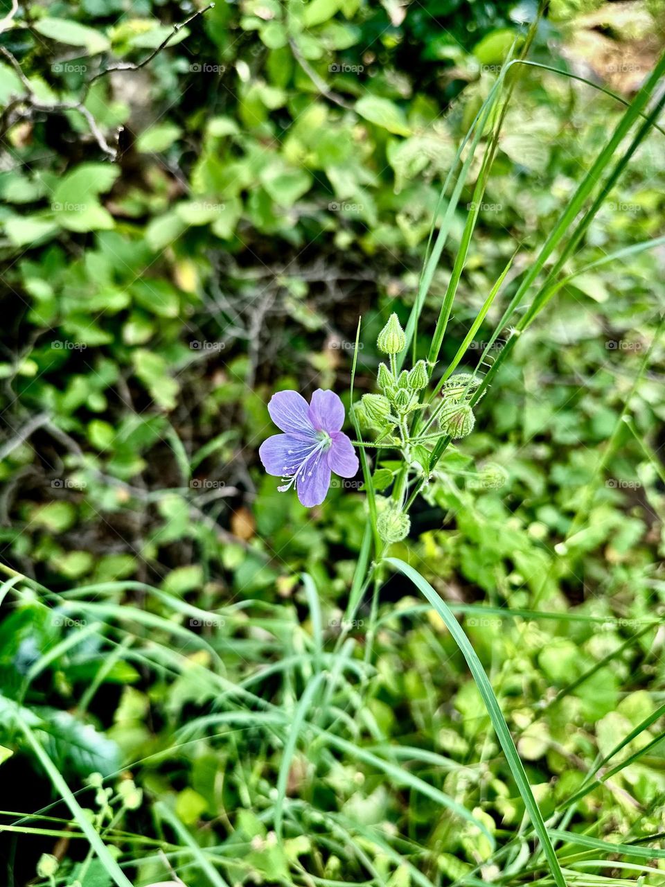 Lesser Mallow flower