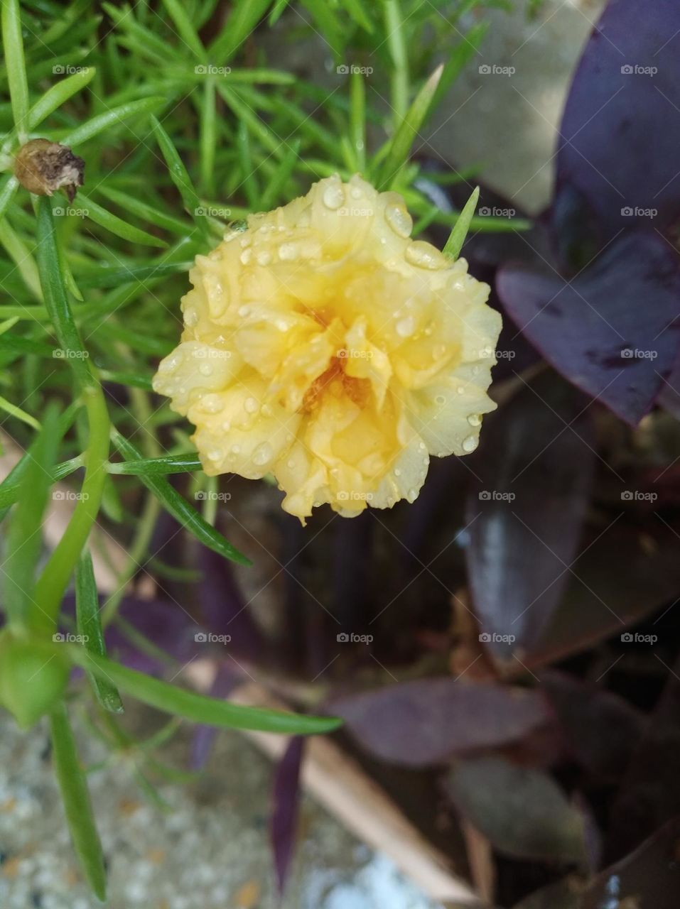 yellow flower seasonal fresh shurb small size looks very beautiful generally found everywhere