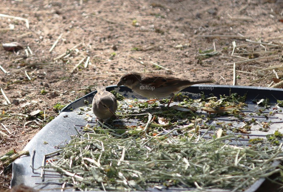 Hungry Birds