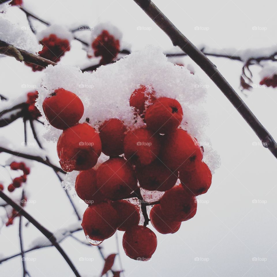 berry in the snow