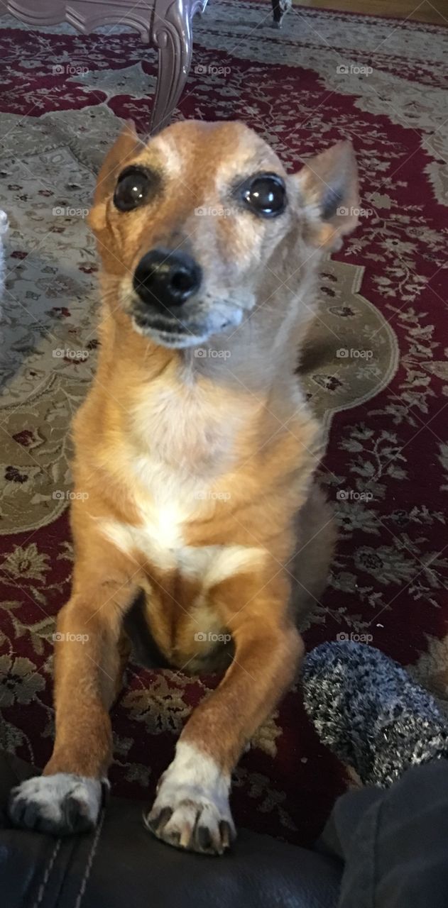 Terrier Mixed Breed, Our Pet Ginger

Ginger saying good morning and hoping to find something to eat. She's always looking for something to eat lol