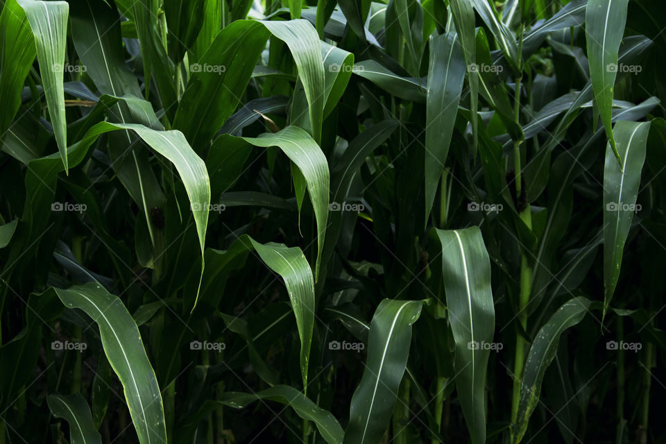 Growing stalks of a cornfield.