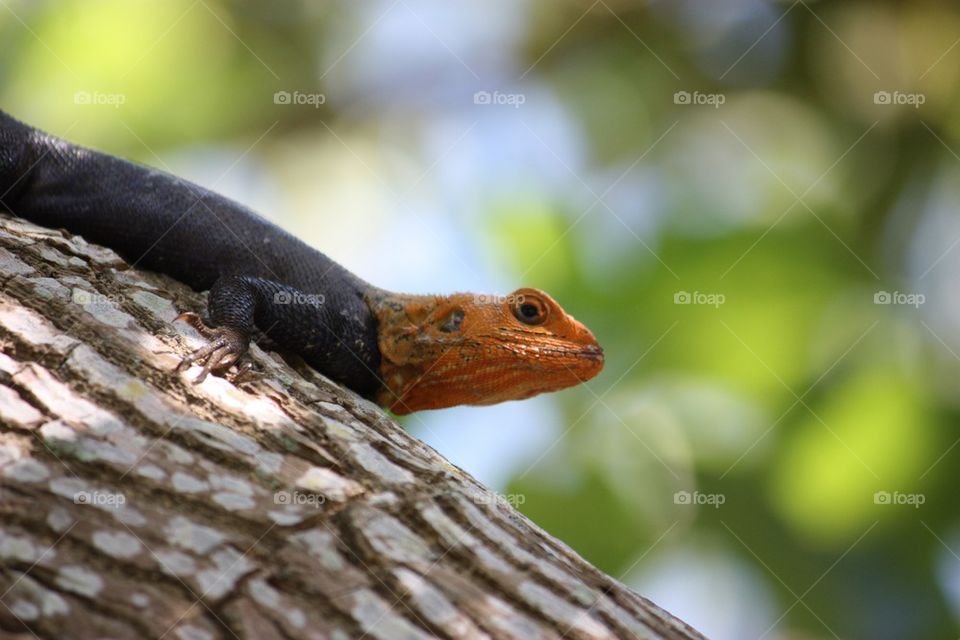 Orange headed iguana