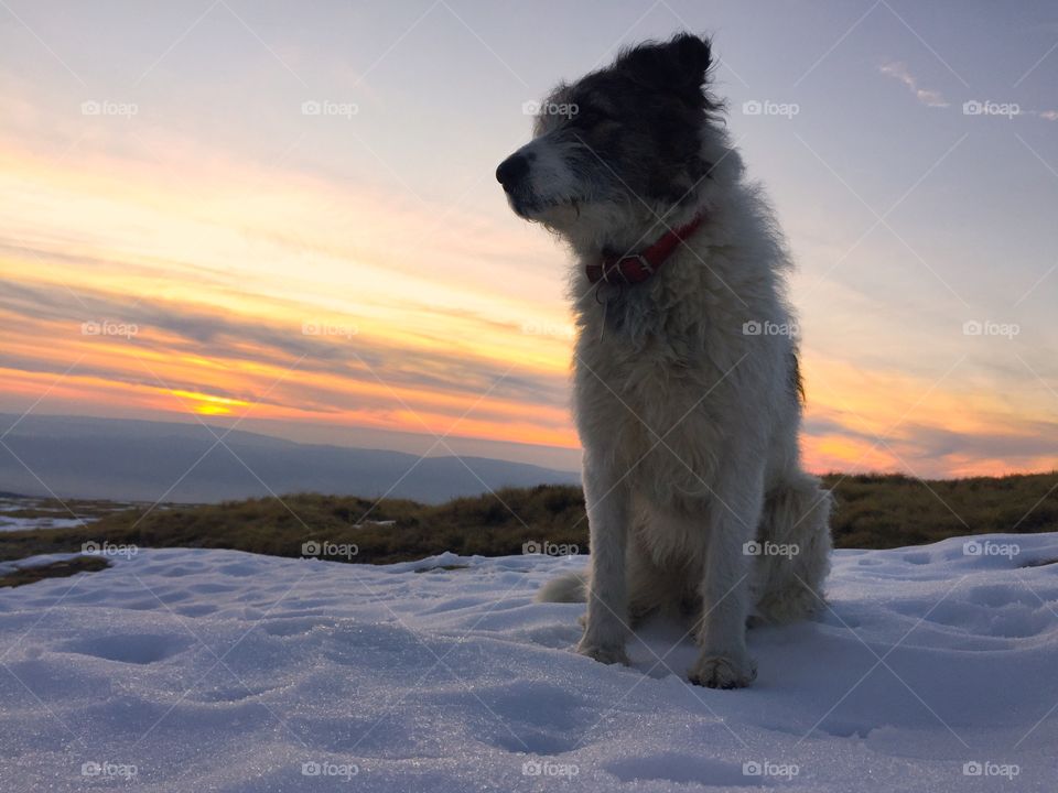 Sheep dog sitting on snow in the mountains at sunset