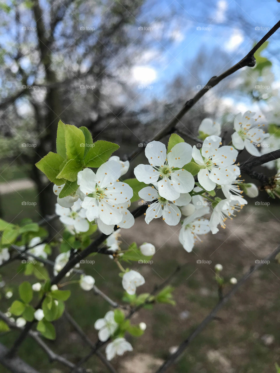 flowering trees in spring on a sunny day