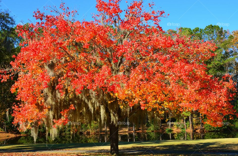 Red Maple