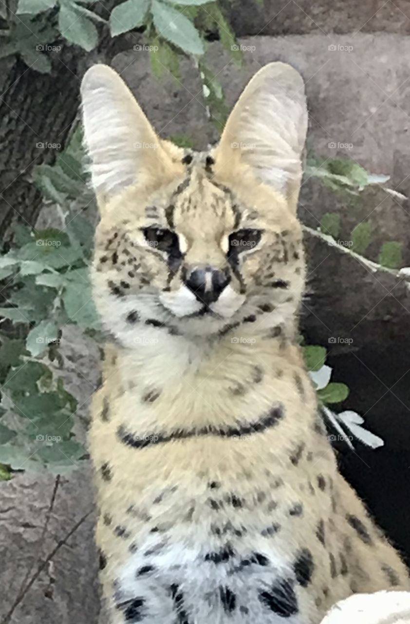 Serval 