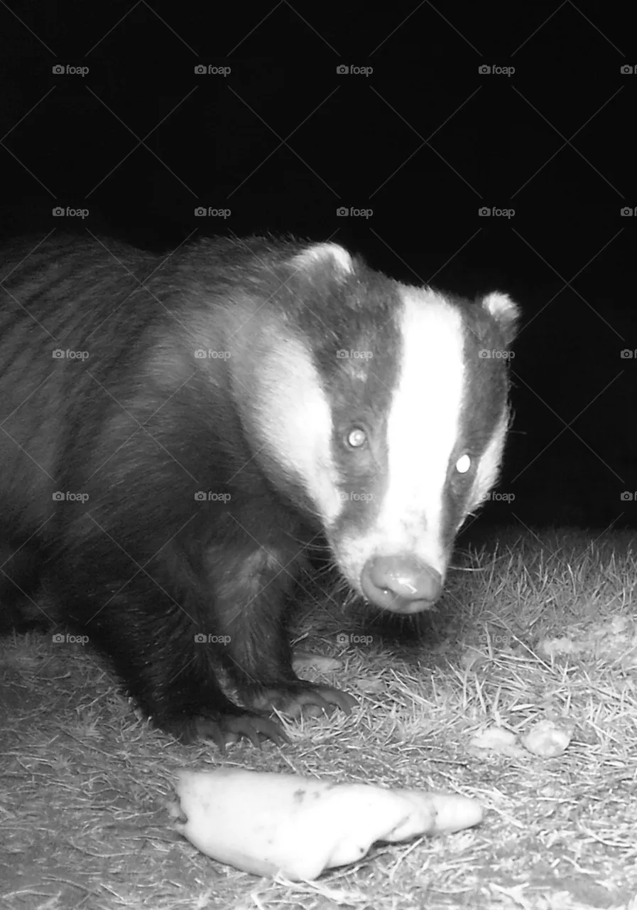 Badger