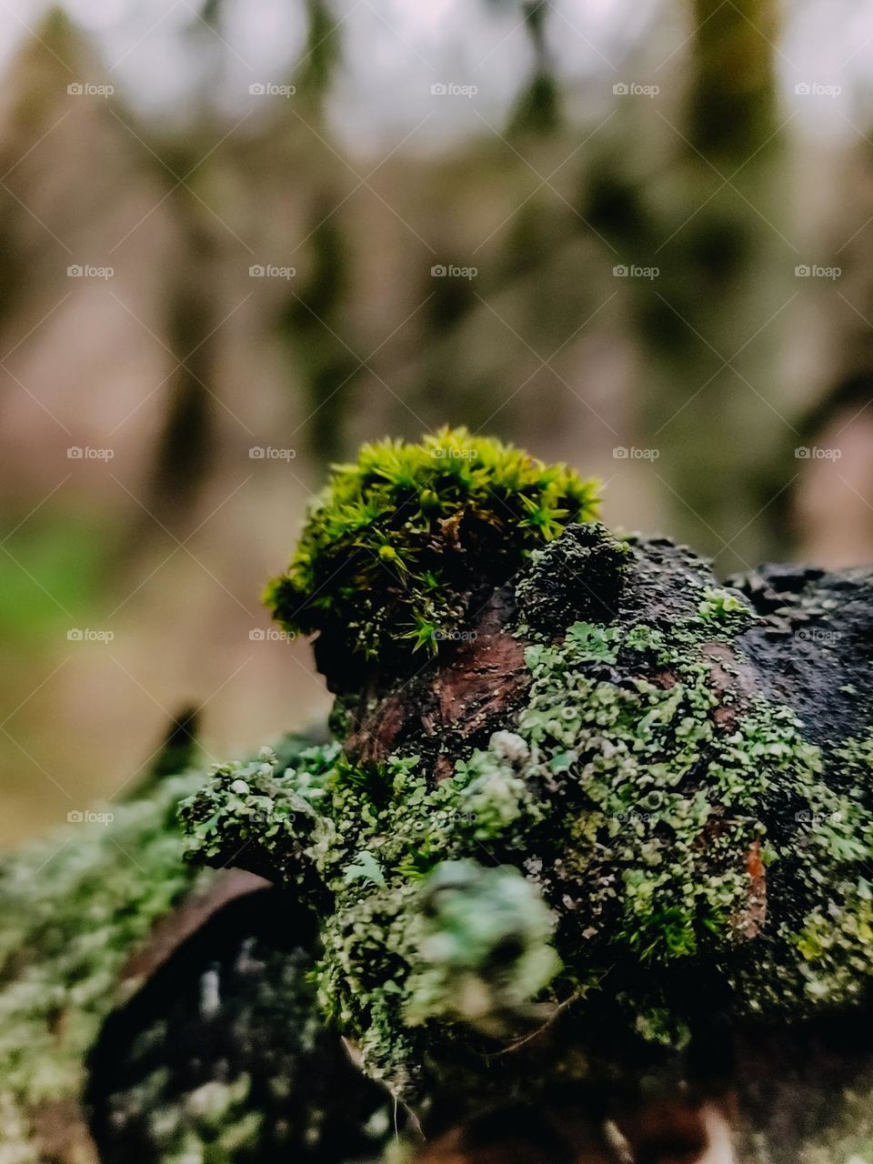 Green moss growing on the tree trunk, covered with green lichen in autumn forest, blur background, macro nature details