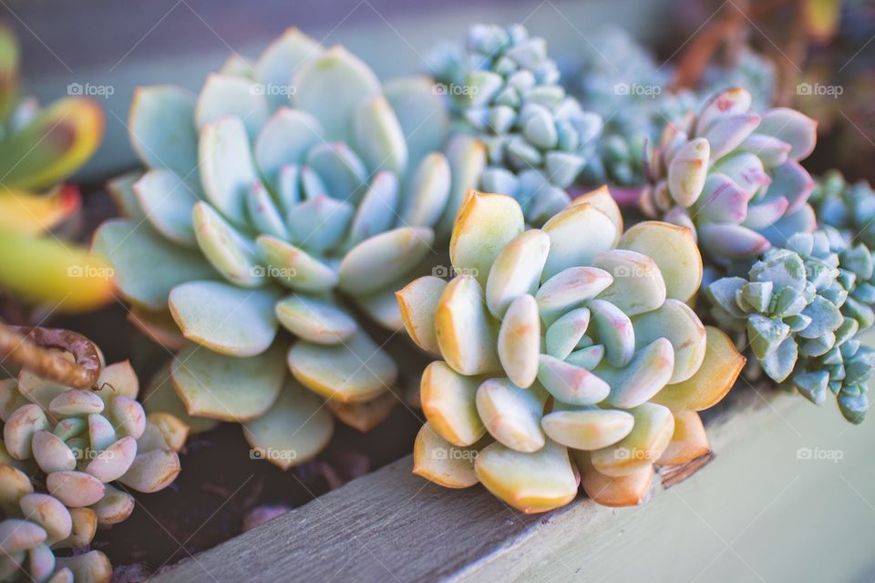 Fair Succulents . Found these little guys in San Francisco. 