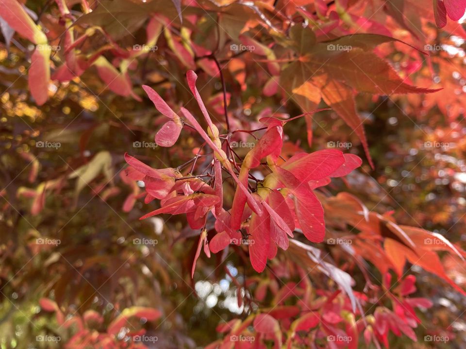 Blooming maple tree 