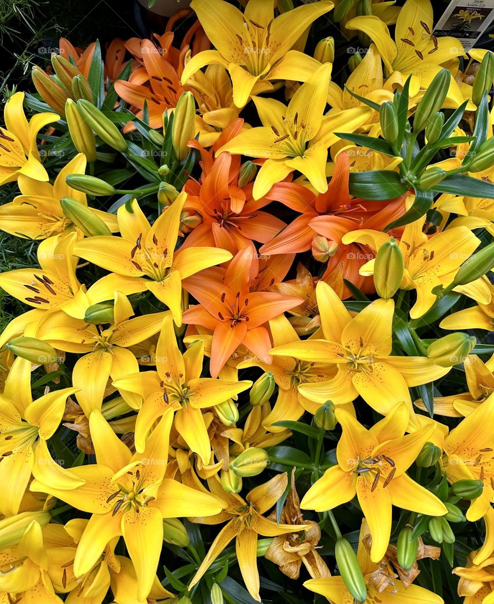 Beautiful spring day lilies - Flowers are large and often fragrant, and in a range of colors. The clumping form, grass-like texture, and colorful blooms combine to make daylilies a lovely and versatile landscape plant.