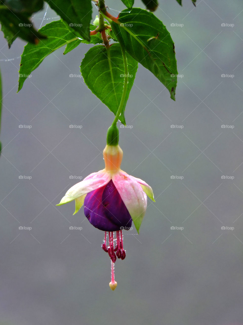 Purple bell ( Flower )