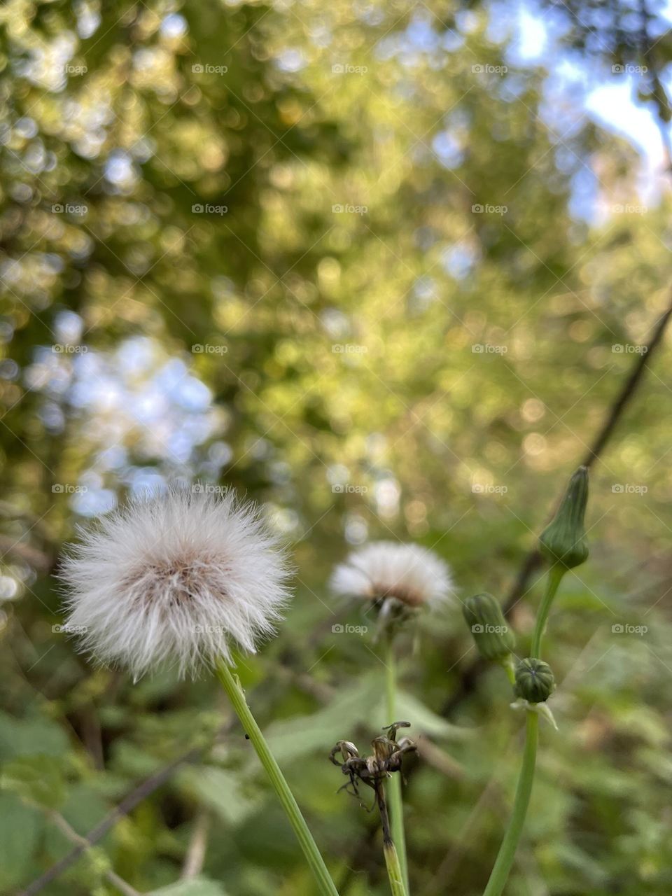 dandelion